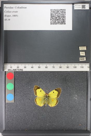 Media type: image;   Entomology 125299